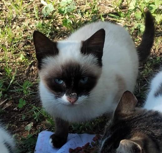 Lucio, Siamesino Randagio